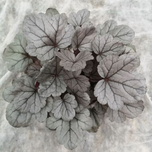 Heuchera 'Silver Gumdrop'