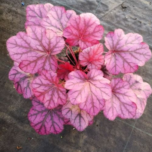 Heuchera 'Wild Rose'