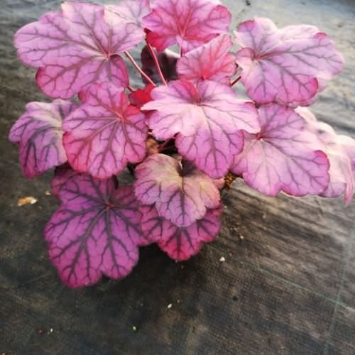 Heuchera 'Wild Rose'