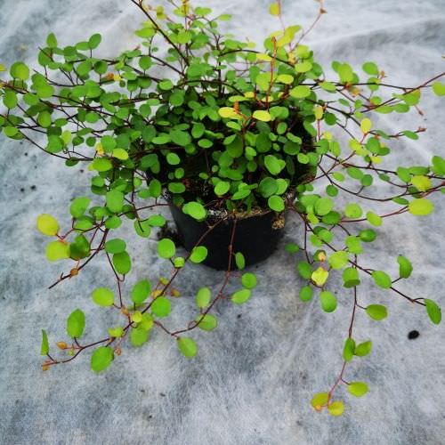 Muehlenbeckia 'Golden Girl' Muehlenbeckia 'Golden Girl'