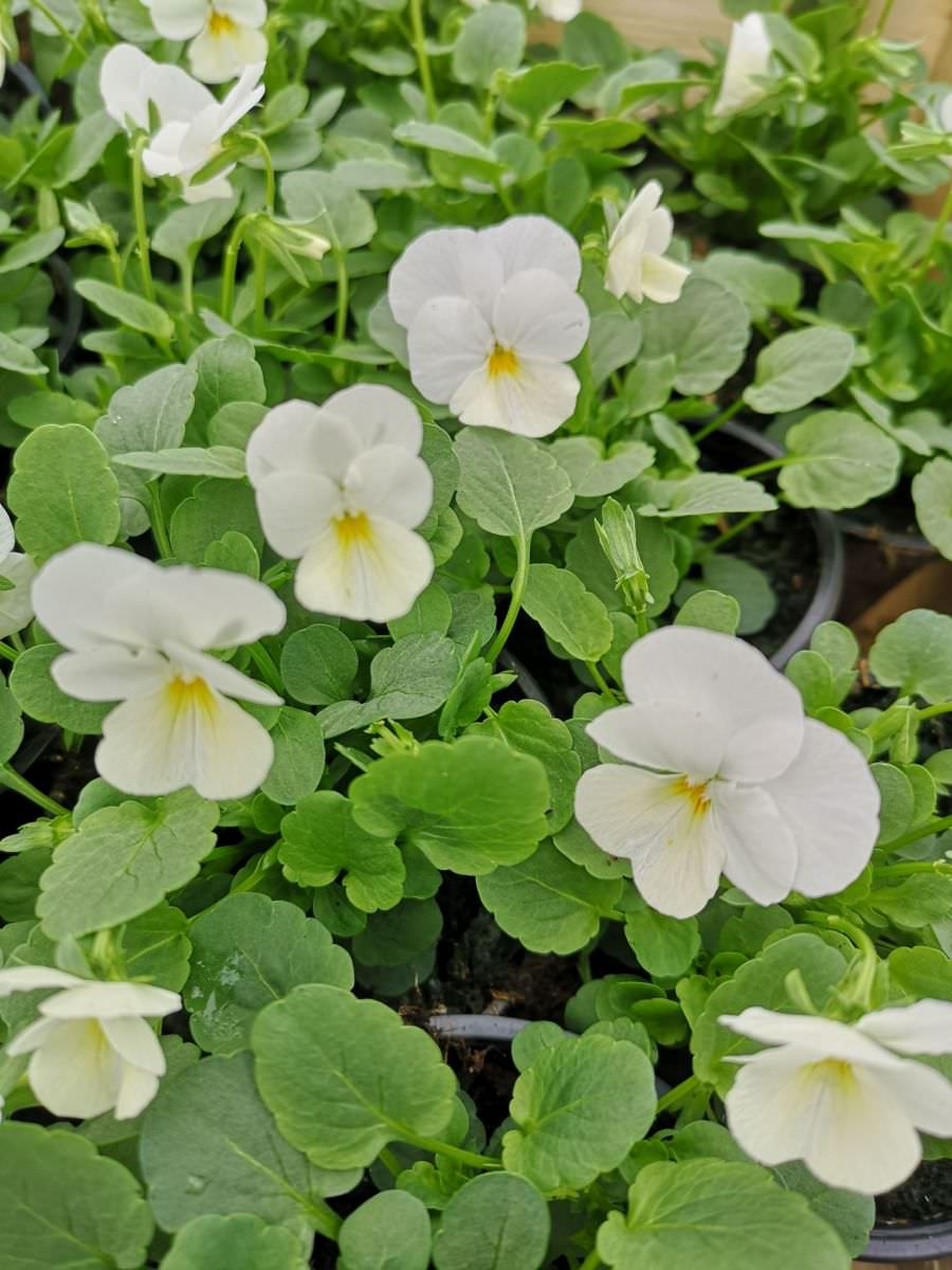 Vente de Pensée cornuta blanche - Horticulture Litzenburger (Bliesbruck)