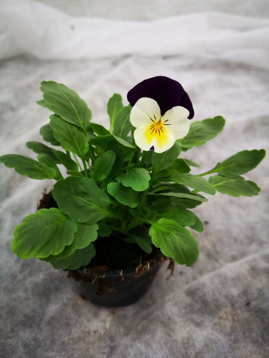 Vente de Pensée cornuta bicolore blanc et violet - Horticulture  Litzenburger (Bliesbruck)