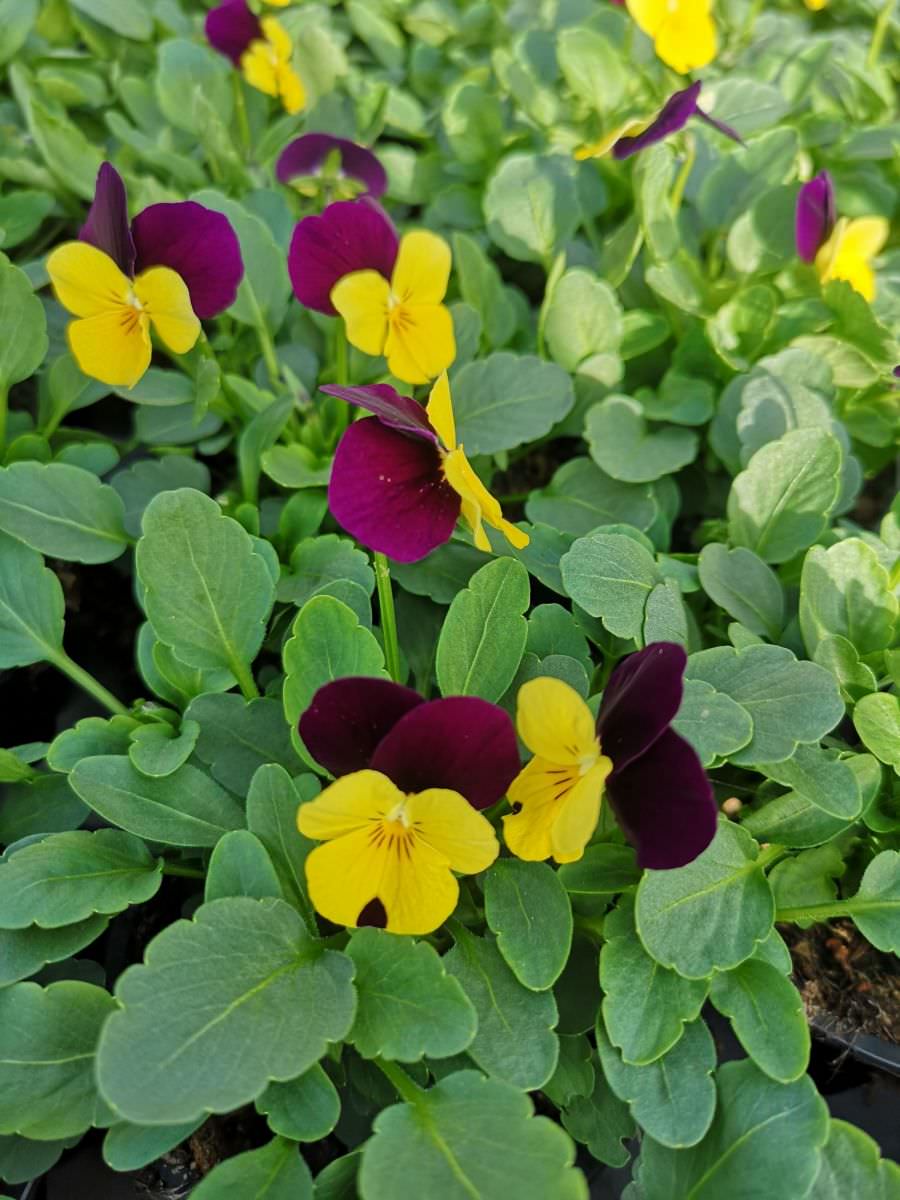 Vente de Pensée cornuta bicolore jaune et violet - Horticulture  Litzenburger (Bliesbruck)