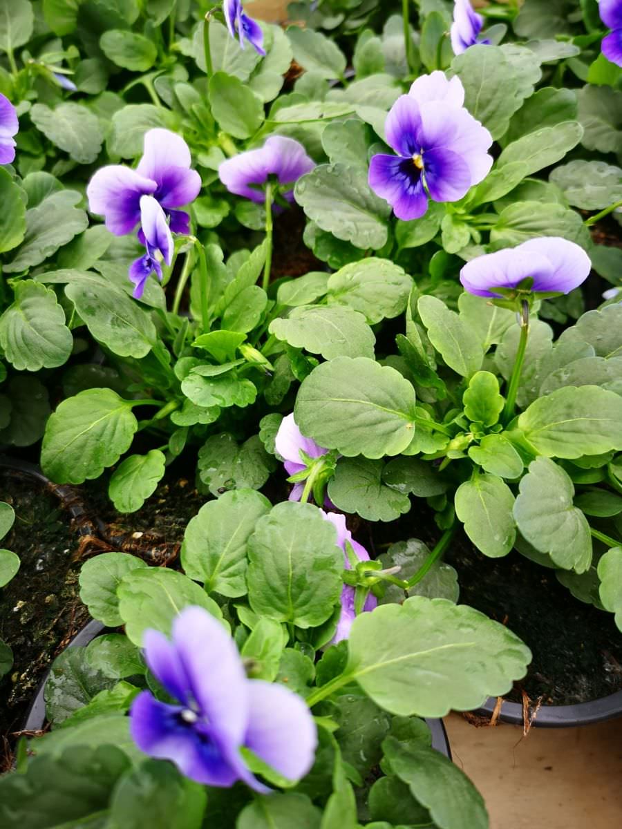 Vente de Pensée cornuta Blue - Horticulture Litzenburger (Bliesbruck)