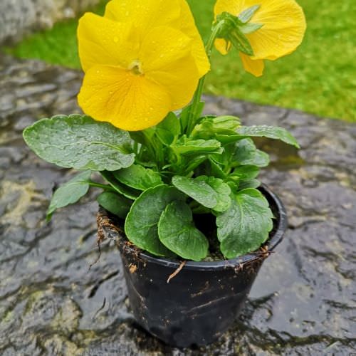 Pensée jaune pure