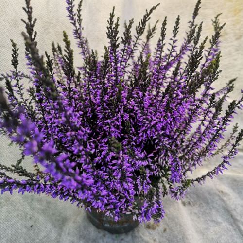 Calluna violet