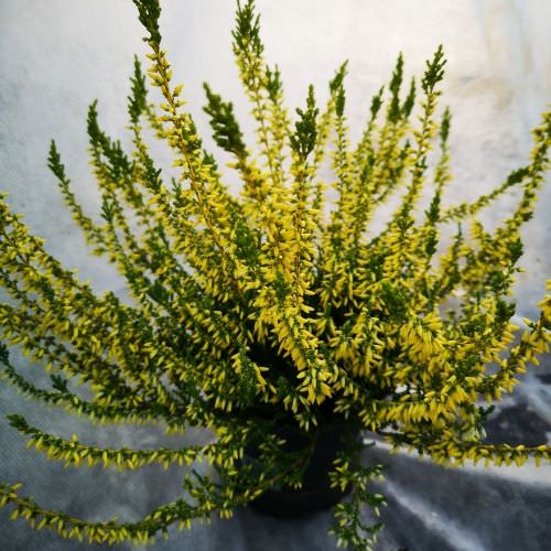 Calluna Jaune