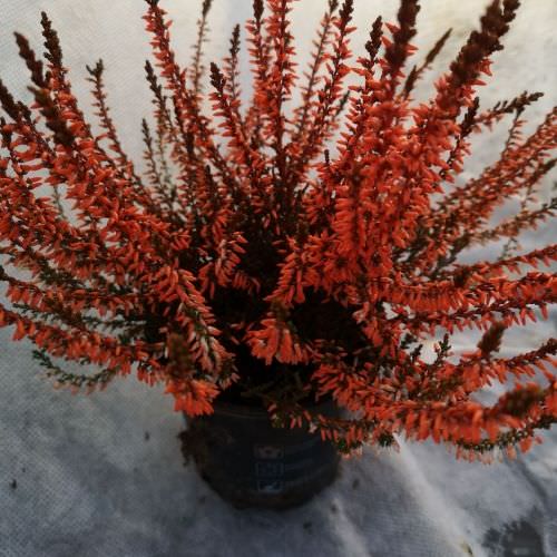 Calluna Orange