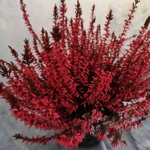 Calluna Rouge