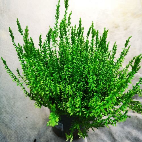 Calluna vert