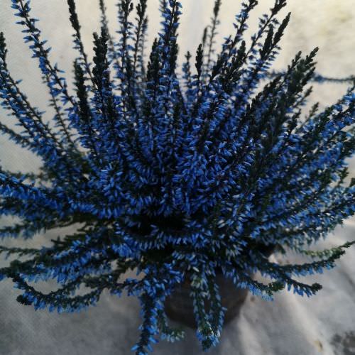 Calluna Bleu