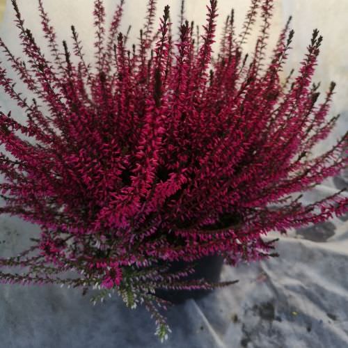 Calluna Rose gros pot