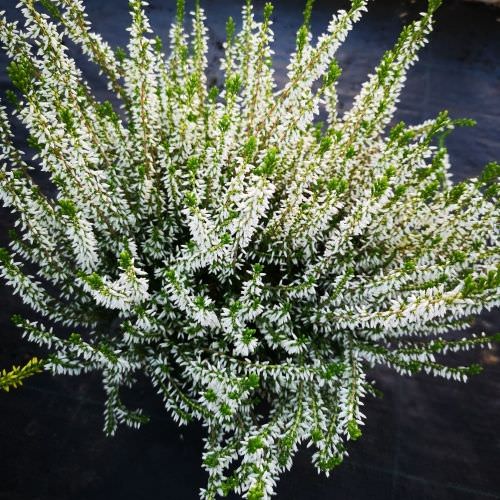 Calluna Blanche gros pot