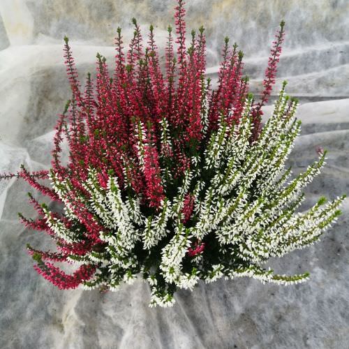 Calluna bicolore gros pot