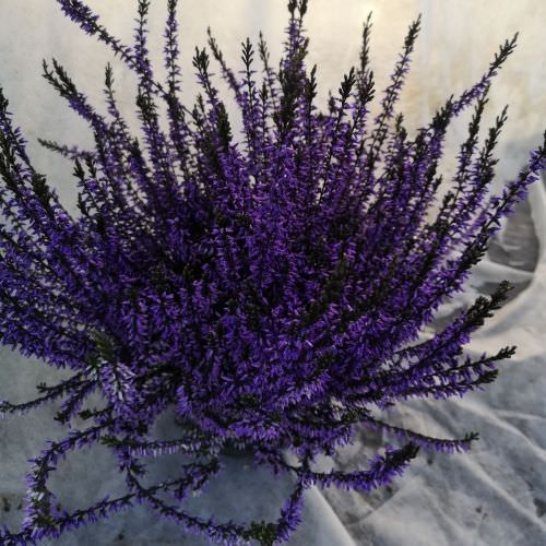 Calluna Violet gros pot