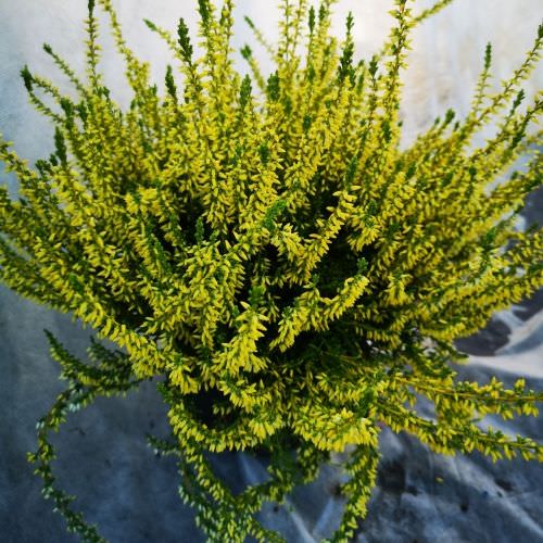 Calluna Jaune gros pot