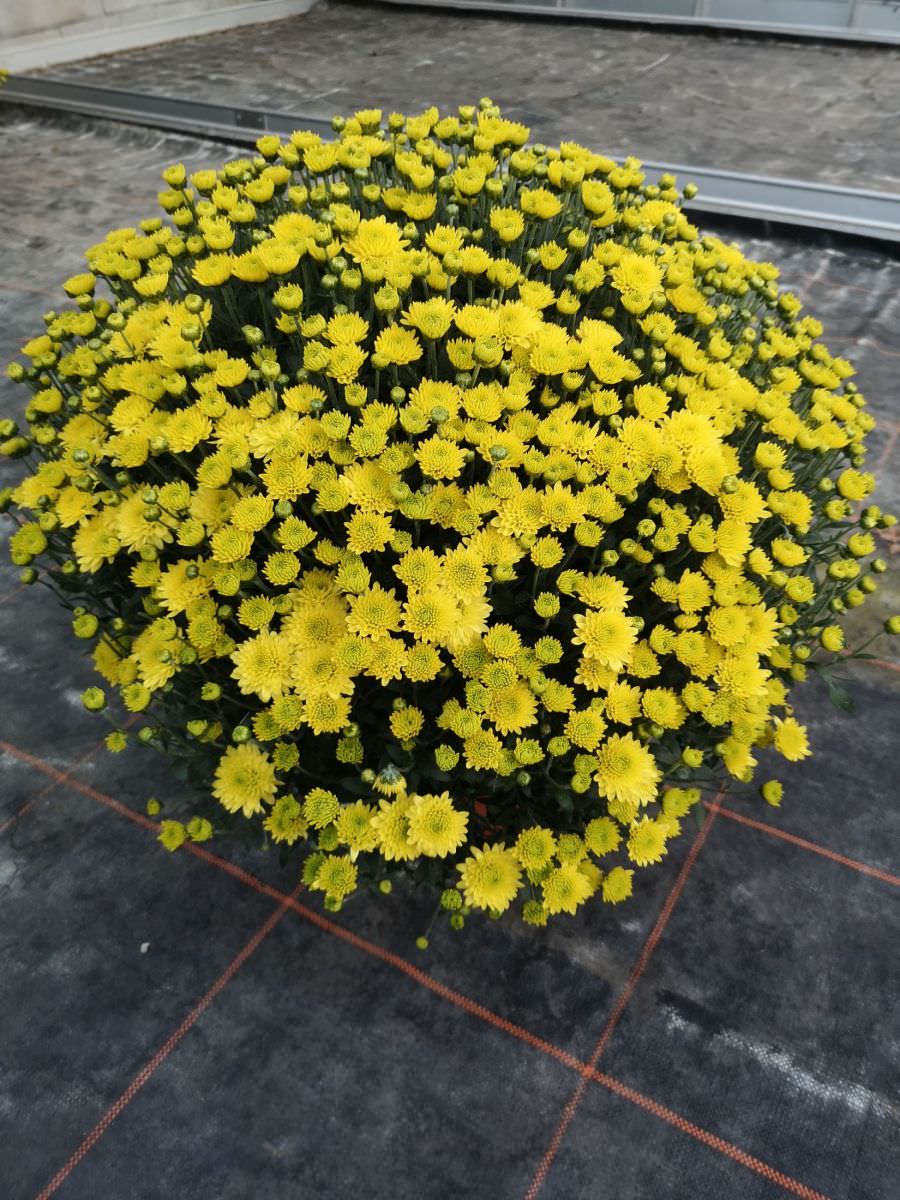 Chrysanthèmes pomponnettes jaune