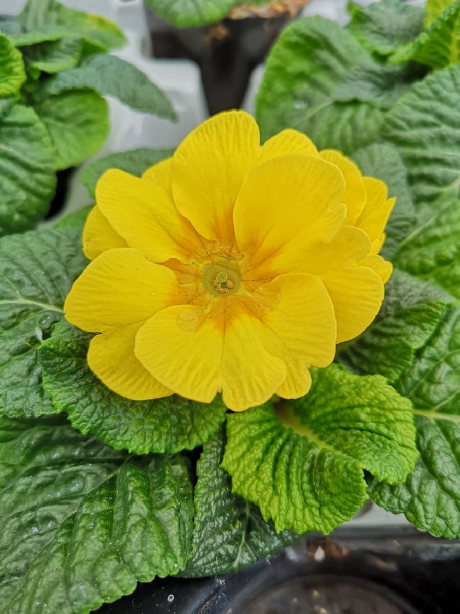 Vente de Primevère jaune - Horticulture Litzenburger (Bliesbruck)