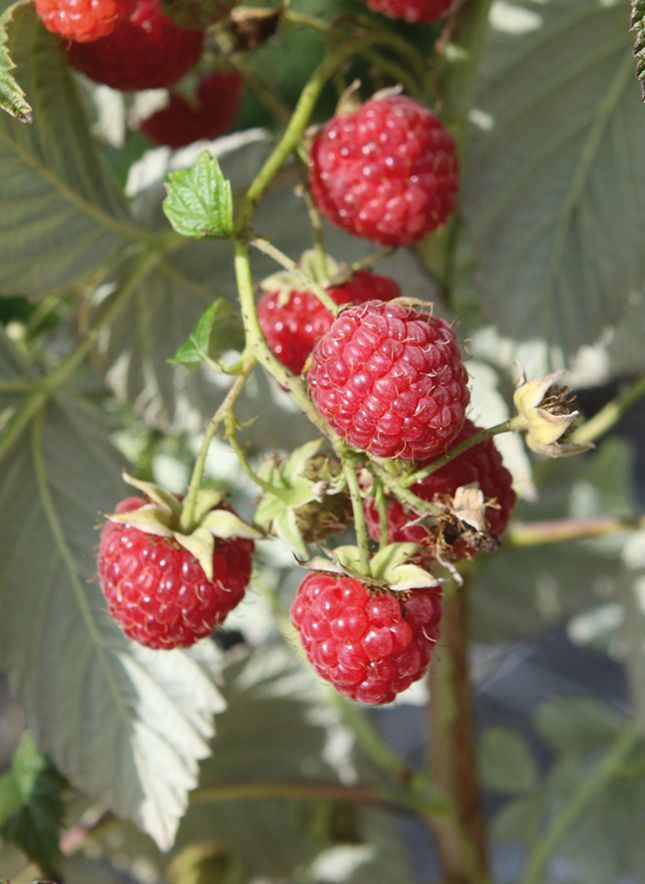 Petits fruits Framboisier rouge d'été 'Eden