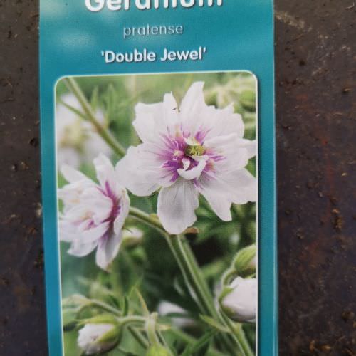 Géranium vivace Pratense 'Double Jewel'