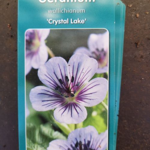 Géranium vivace wallichianum 'Crystal Lake'