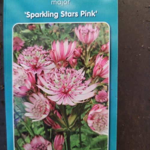 Astrantia Major 'Sparkling Star Pink'