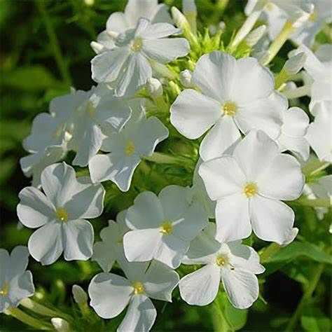 Phlox paniculata Sweet Summer White
