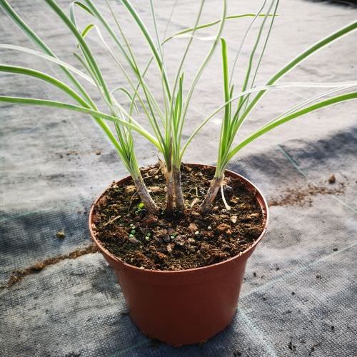 Tulbalgia violacea 'Silver Lace'