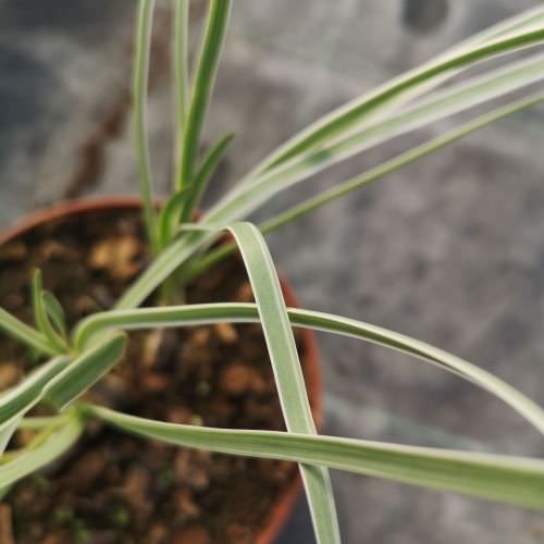 Tulbalgia violacea 'Silver Lace'