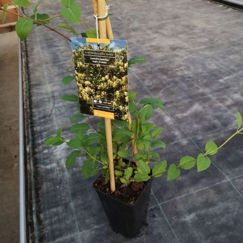 Lonicera Japonica Hall's Prolifique Chèvrefeuille