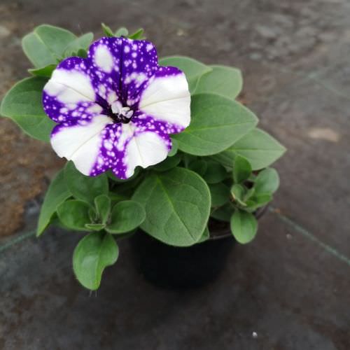 Pétunia semi-retombant constellation Night Sky