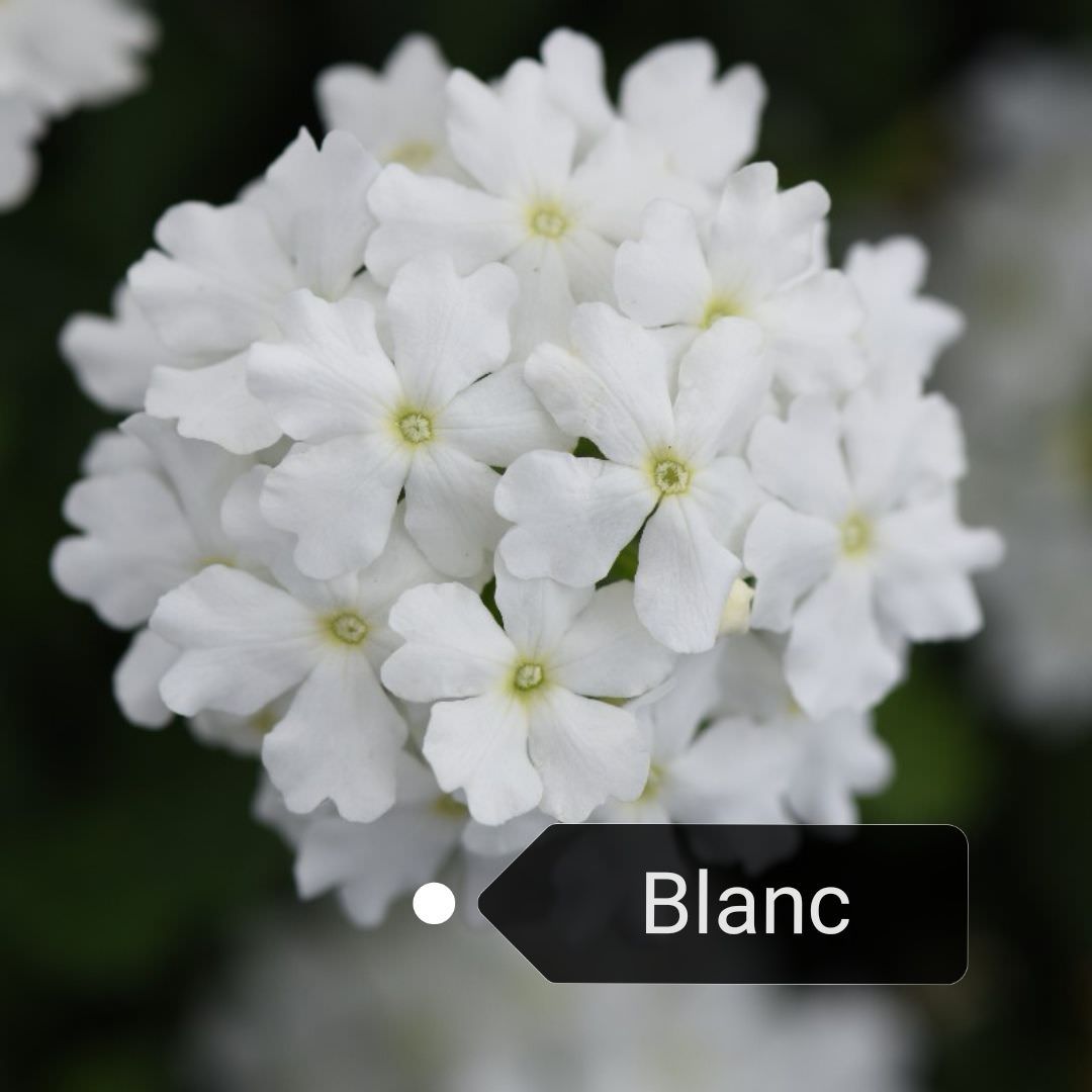 Vente de Verveine semi retombante Blanche - Horticulture Litzenburger  (Bliesbruck)