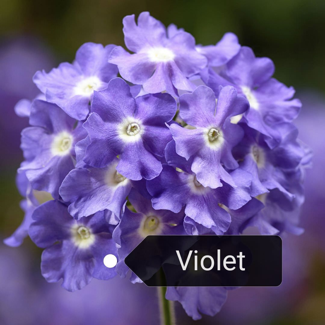 Verveine semi retombante violet