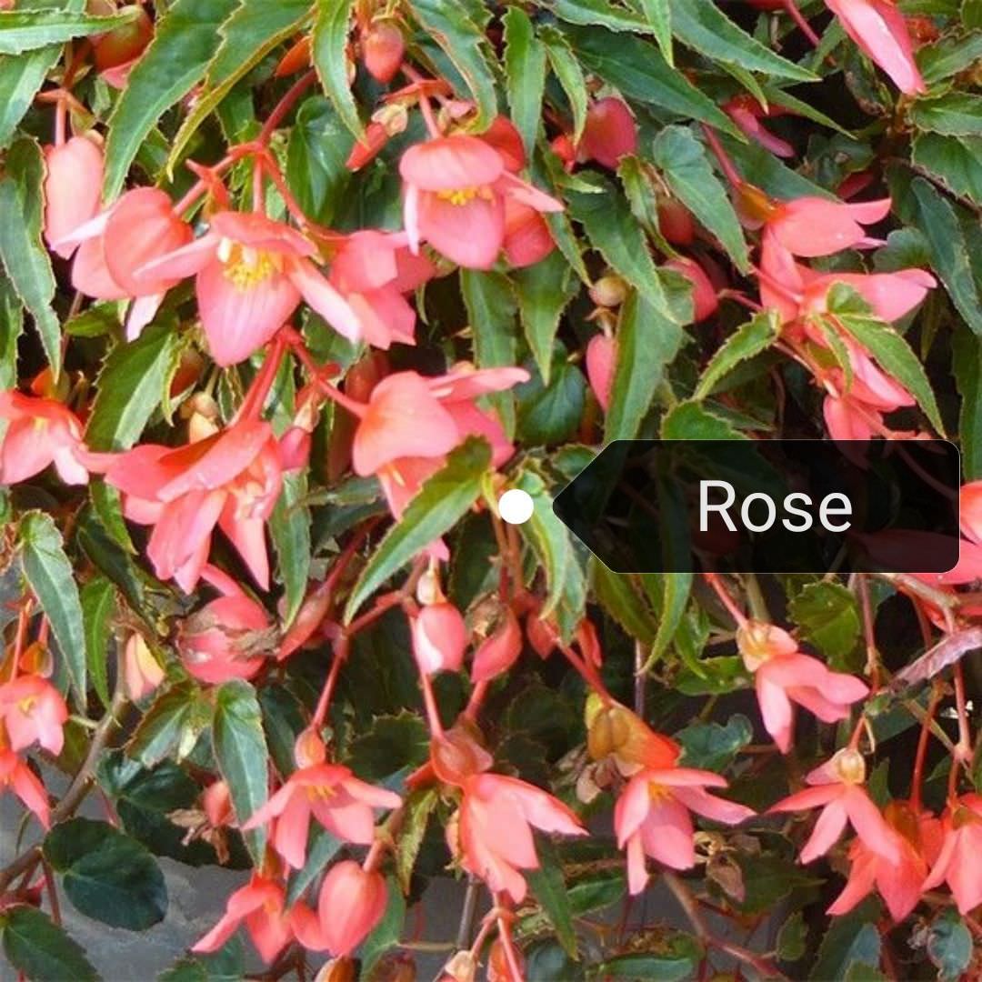 Bégonia Summerwings rose