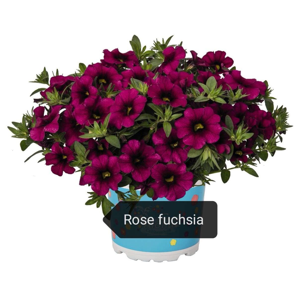 Calibrachoa rose fuschia