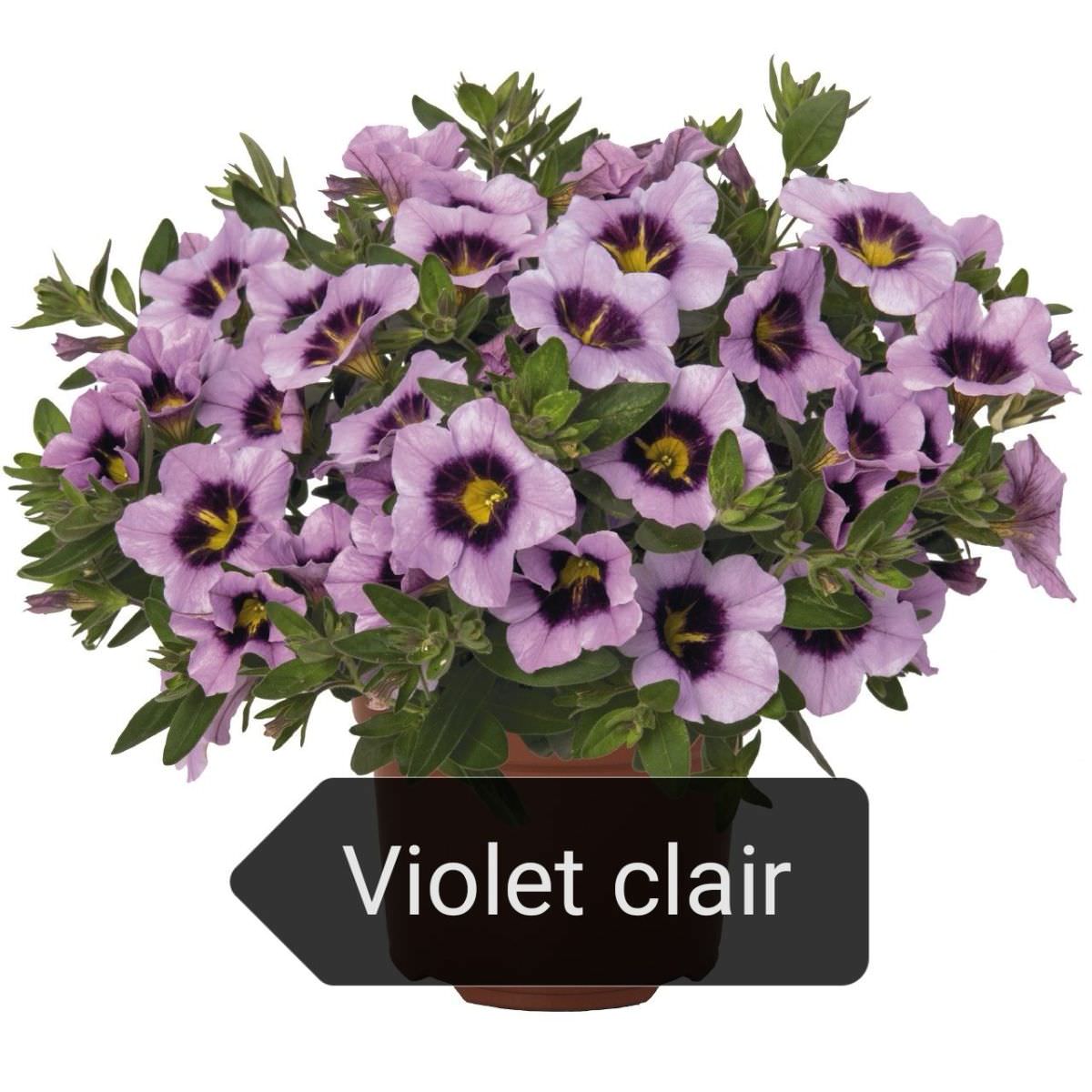 Calibrachoa violet clair