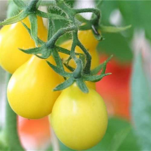 Tomate Poire Jaune