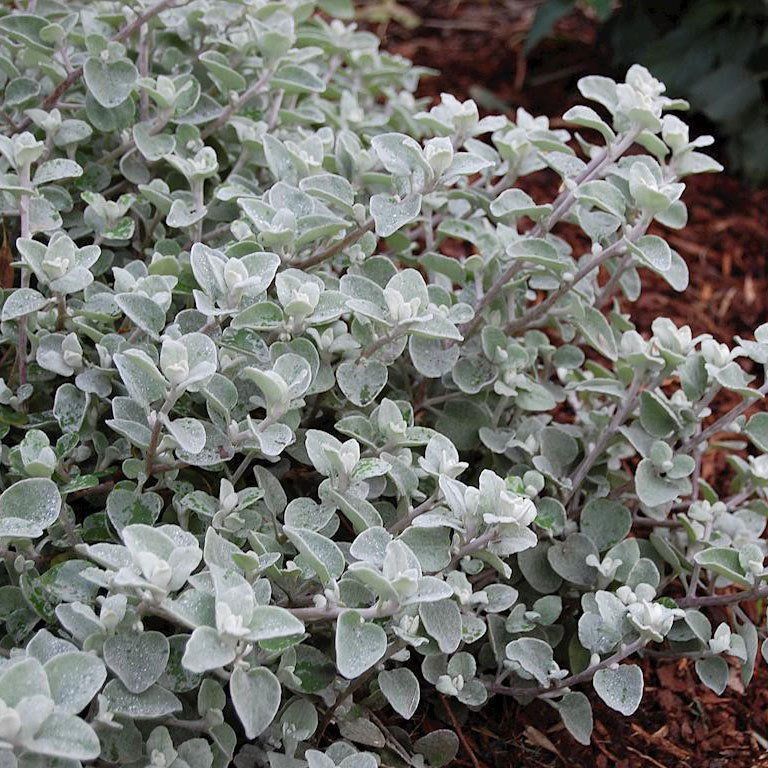 Helichrysum Silver