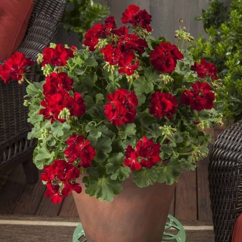 Géranium caliope rouge