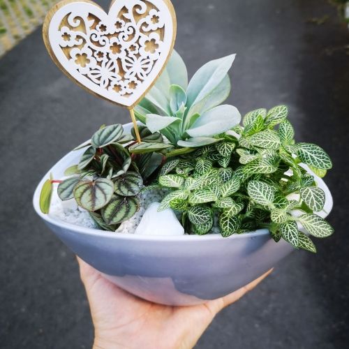 composition ovale 3 plantes