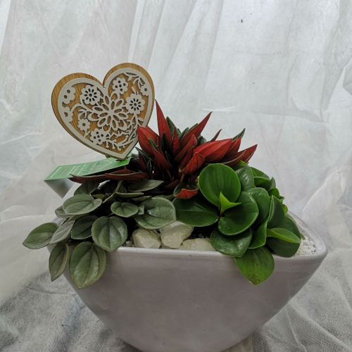 composition ovale 3 plantes