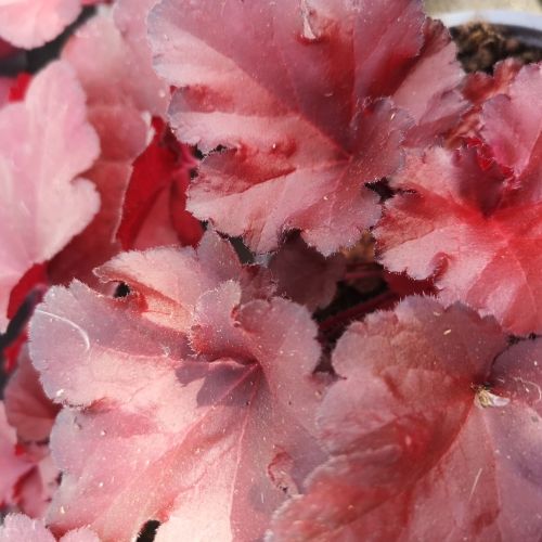 Heuchère 'Forever Red'