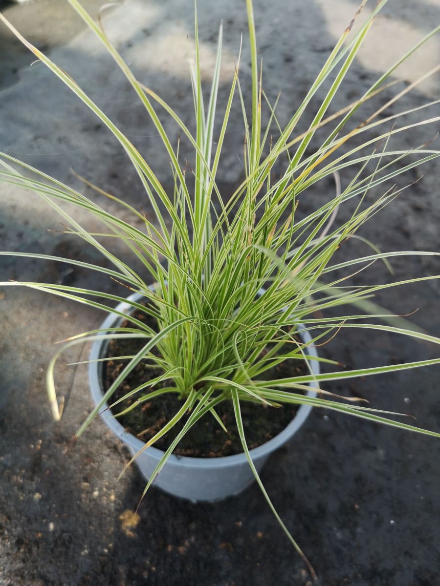 Carex brunnea 'Jubilo'
