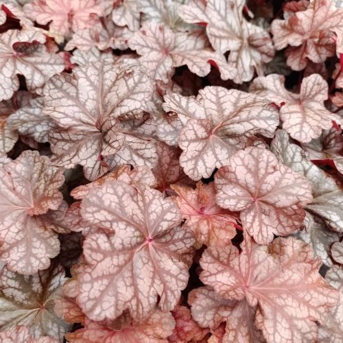 Heuchère 'Frosted Flame' Heuchère 'Frosted Flame'