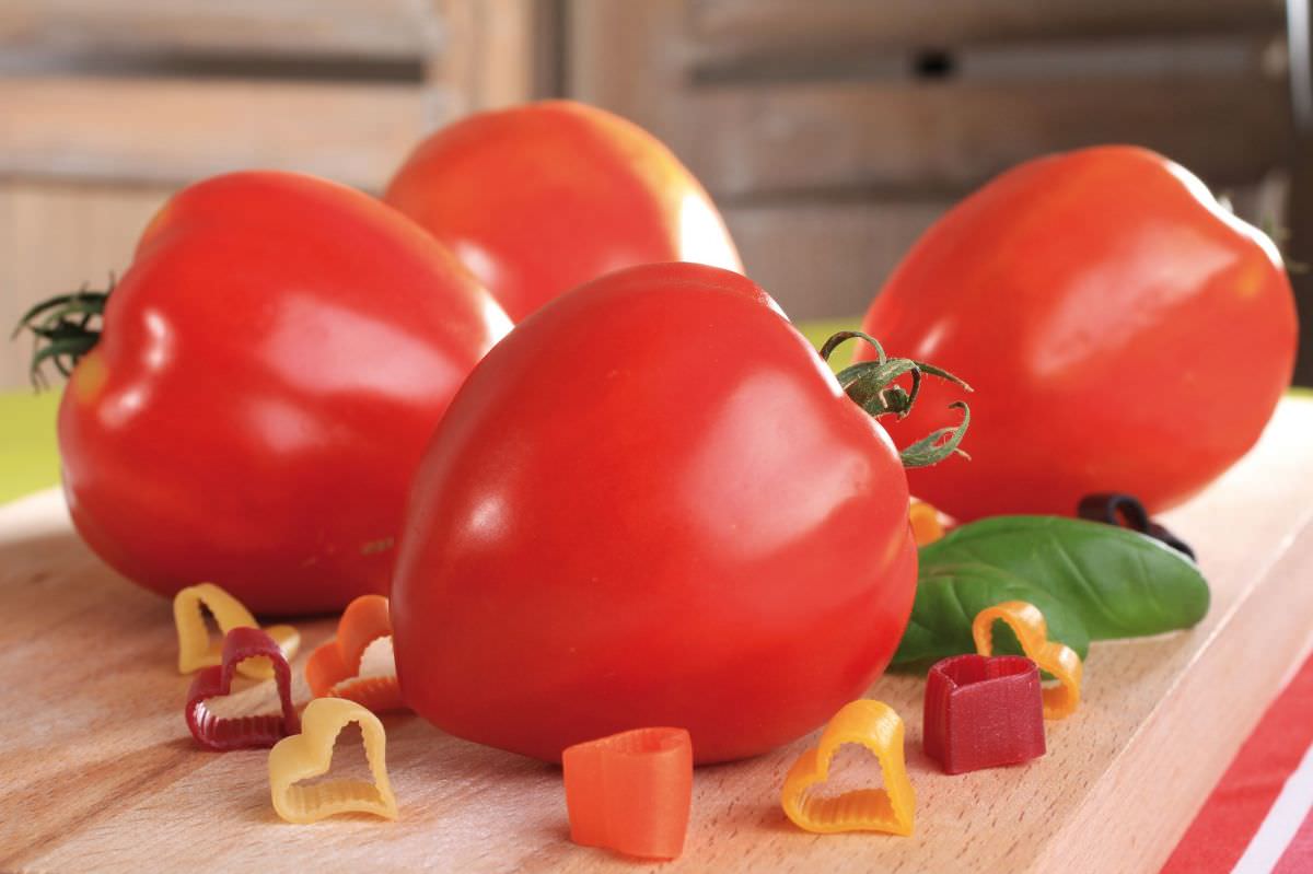Tomate Fleurette Greffée