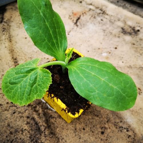 Courgette jaune Sebring F1