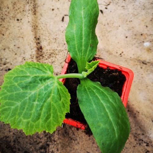 Courgette Luneor F1