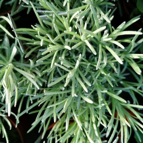 Plante curry Helichrysum italicum
