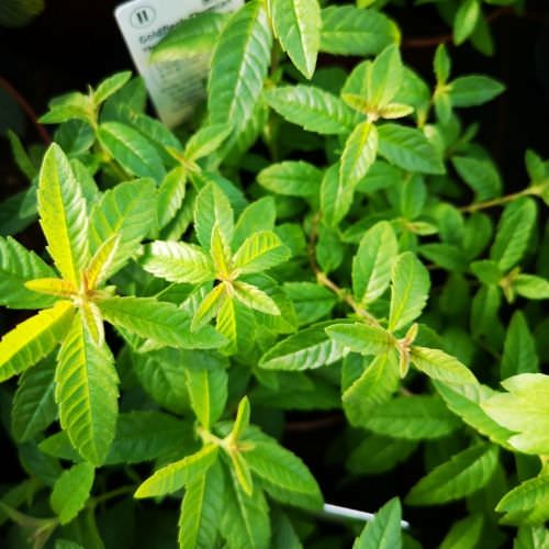 Verveine citron