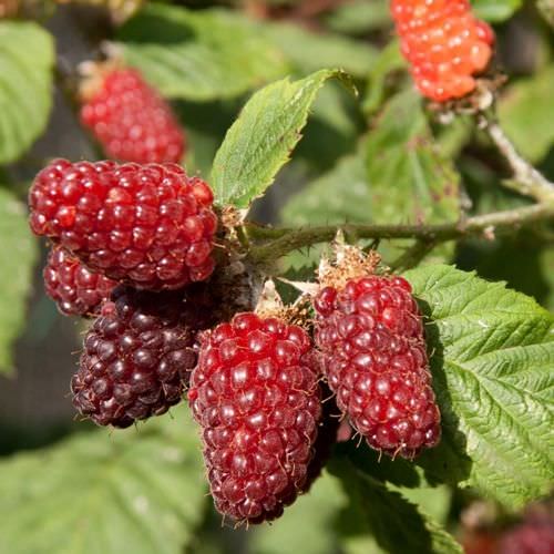 Mûre-Framboise Buckingham Tayberry